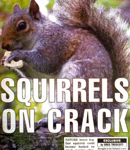 Squirrels on crack.jpg