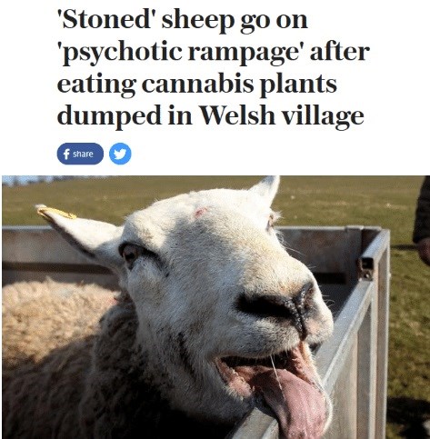 Stoned sheep.jpg