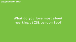 zsl green question card_250.png (1)