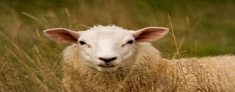What your whole business can learn from stoned sheep | Media First
